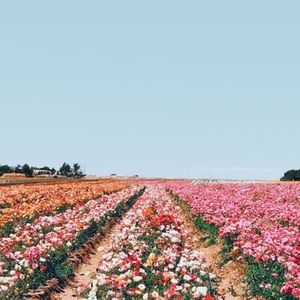 Meet your Posher, Cynthia